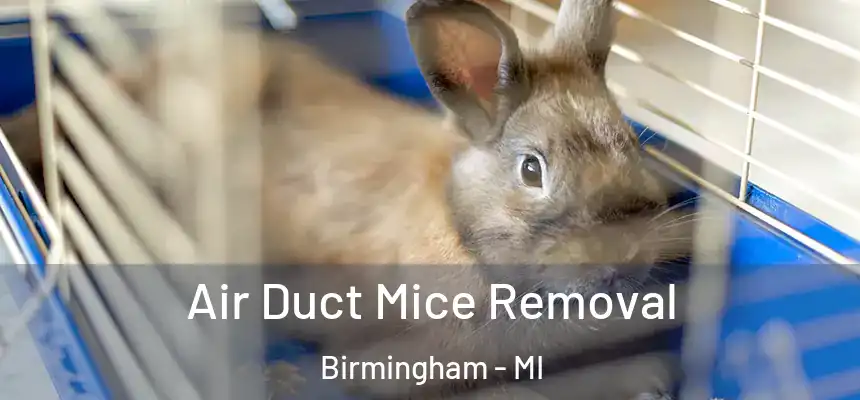  Air Duct Mice Removal Birmingham - MI
